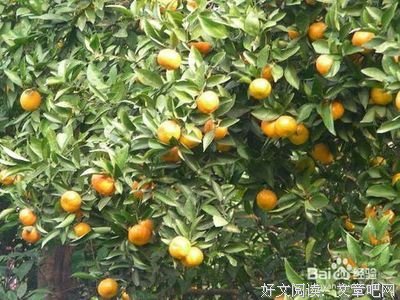 橘子的以作们以么多的句子