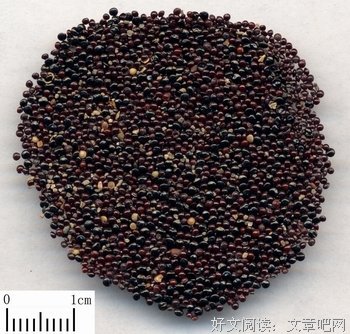 葵鲤青葙经典名句