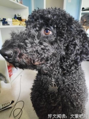声色犬马的句子