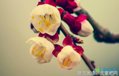 关于彼岸流年的优美句子