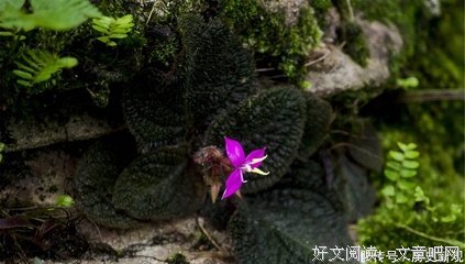 闲时寄趣优美的句子
