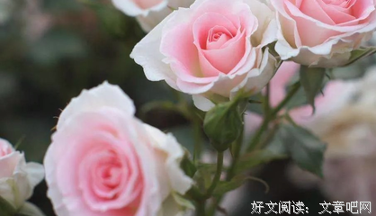 最全的《第会事支玫瑰》好段摘抄