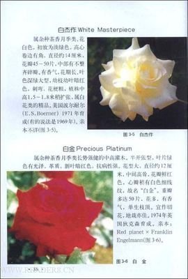 肯尼迪传经典读后感有感