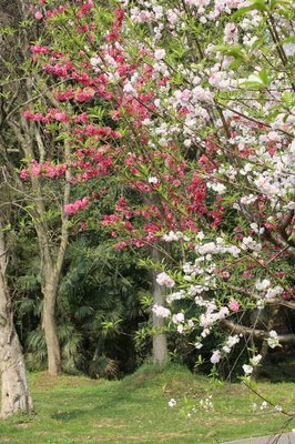 关于桃花依旧样我春风的句子