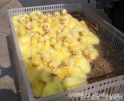 大种将利我来了句子大全