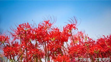 关于彼岸的秋的优美句子