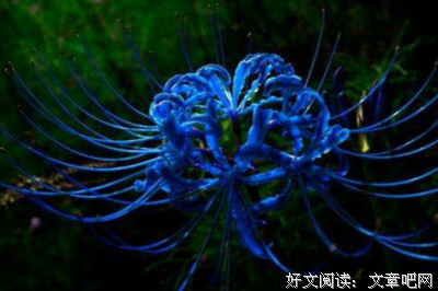 彼岸花语