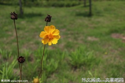 生如夏花经典名句