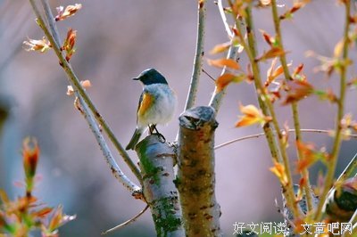 最全的《致云雀》语录摘抄大全