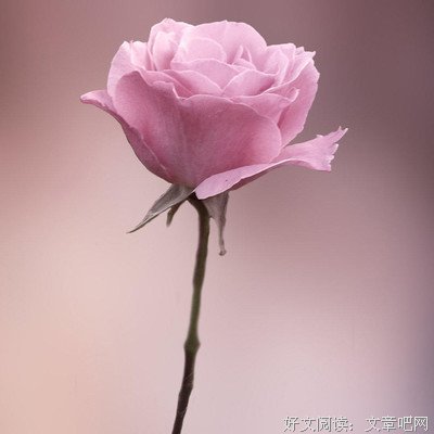 矜持的语句摘抄_关于矜持的语句