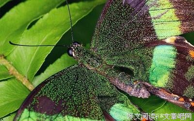 描写欲罢不能的语句摘抄