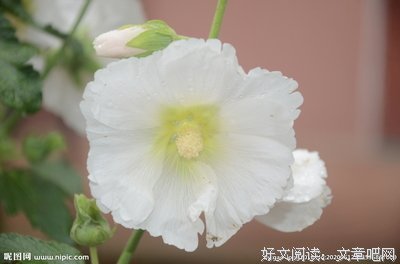 《蜀葵1987》的读后感大全