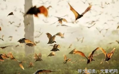 《生命循环：奇异的腐烂科学》观后感100字