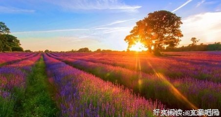 个优美的句子