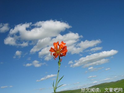 关于青春似狗的优美句子