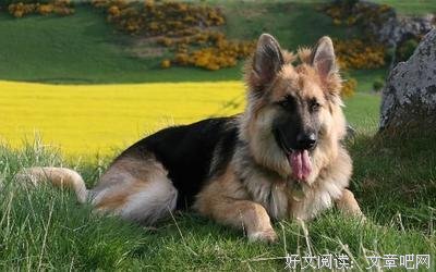 痴迷美，爱上句。的句子