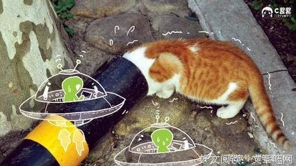 乐此不疲的语句摘抄_关于乐此不疲的语句