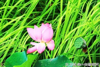 关于扑面而来的语句