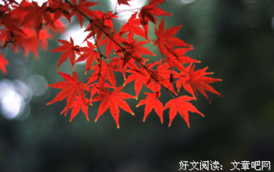 泪多是划过指尖优美的句子