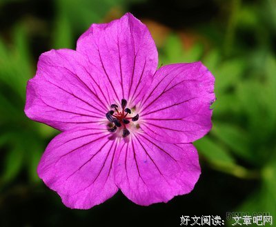 《等待开花。。。。》的句子