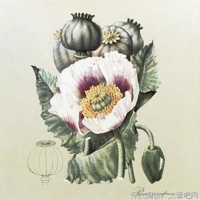 罂粟与记忆读后感精选