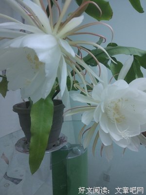 昙花一现的名人名言