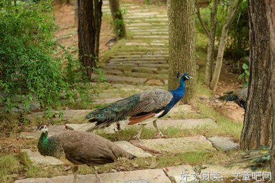 《孔雀的叫喊》读后感精选