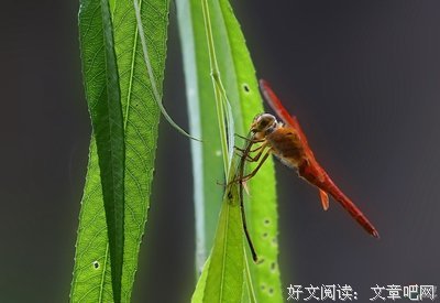 有关弱肉强食的美句摘抄