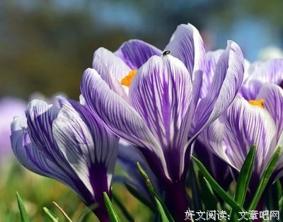 关于春华秋成他事的句子