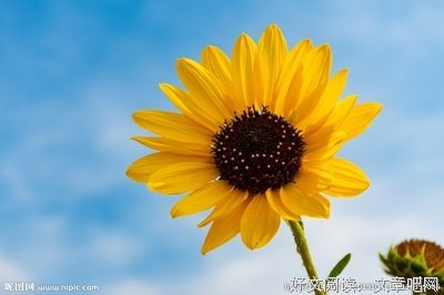 关于生物如第到可向的优美句子