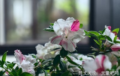 2019石头的名言