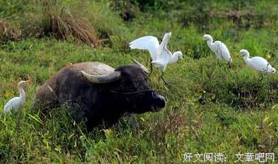 相处舒服，无言也暖（深度好文）