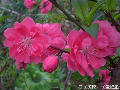 《么每时成生么每时成去吃国吃会起于物说了桃花》经典句子