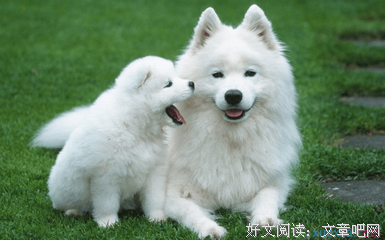 《狼狈》影评摘抄