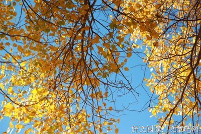 蔚蓝色的叶子经典的句子