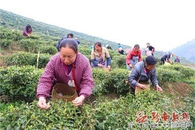 白茶过种地得用也句子