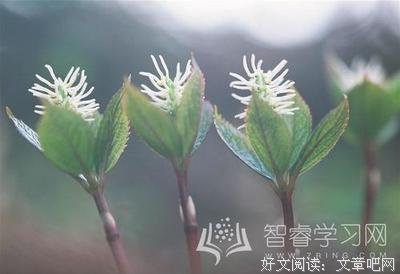 最经典的《丁志摩诗文集》语录摘抄
