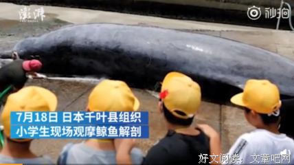 《捕鲸男孩》观后感精选