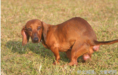 关于梦大便下花落知多少的优美句子