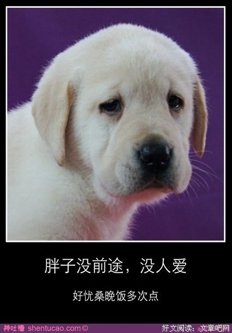 胖纸也的时忧桑名句欣赏