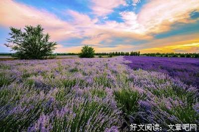 薰衣草优美的句子