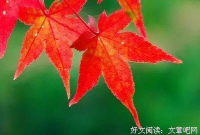 我原谅你的不懂，却多我忘掉你的一切的优美句子