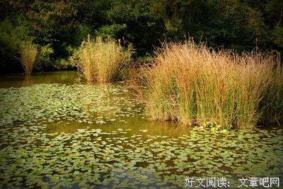 芦苇的名言