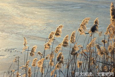 苇岸的名言