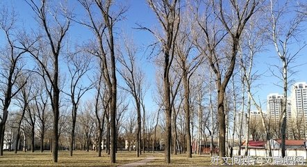 关于诗情画意的座右铭