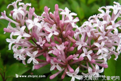 发现爱的优美句子