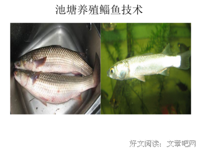 《入池·2》读后感锦集