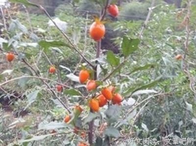 《乌鸦的拇指》经典观后感有感