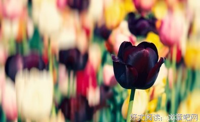 爱情碎语