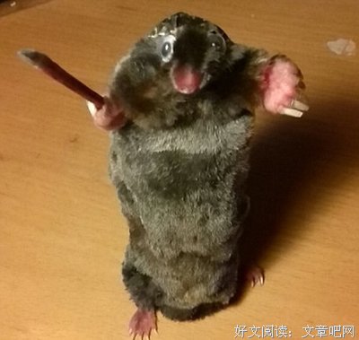《英国之声 第一季》经典影评集